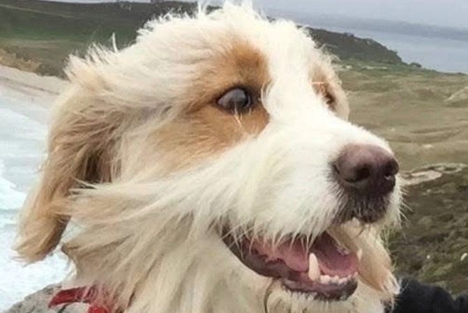 Vermisstmeldung Hund rassenmischung Männliche , 12 jahre Les Sables-d'Olonne Frankreich
