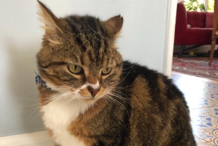 Vermisstmeldung Katze rassenmischung Männliche , 8 jahre Givrand Frankreich
