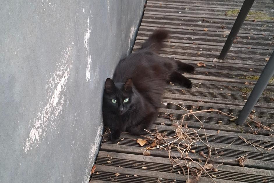 Disappearance alert Cat Male , 3 years Concarneau France