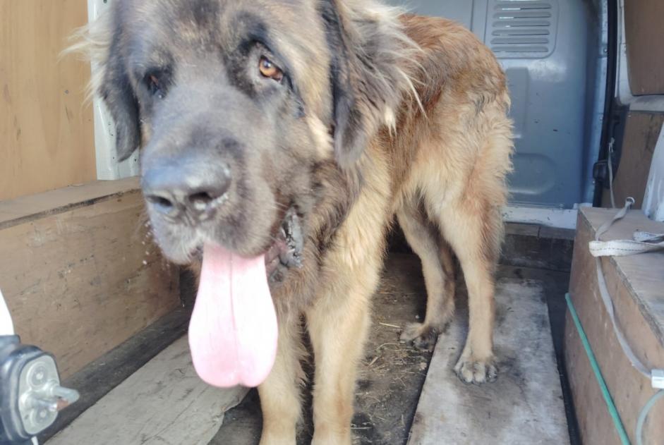 Discovery alert Dog Unknown Coteaux-du-Blanzacais France Discovery alert Dog Unknown Coteaux-du-Blanzacais France