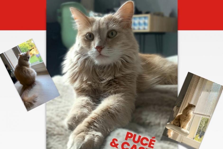Alerte Disparition Chat croisement Mâle , 57 ans Lignerolles France