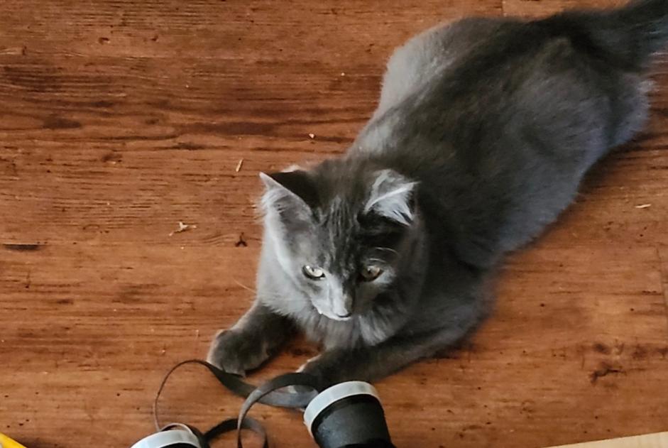 Alerte Disparition Chat Mâle , 0 ans La Hague France