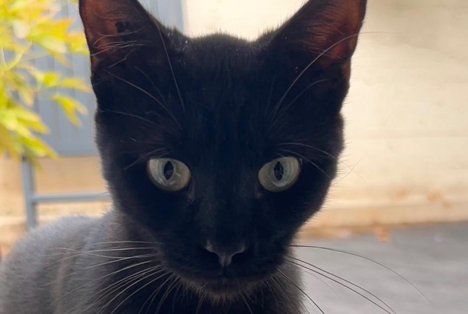 Alerte Découverte Chat Femelle Bourges France
