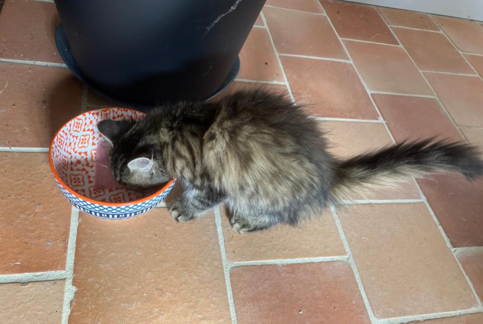 Alerte Découverte Chat Femelle Chaudefonds-sur-Layon France Alerte Découverte Chat Femelle Chaudefonds-sur-Layon France