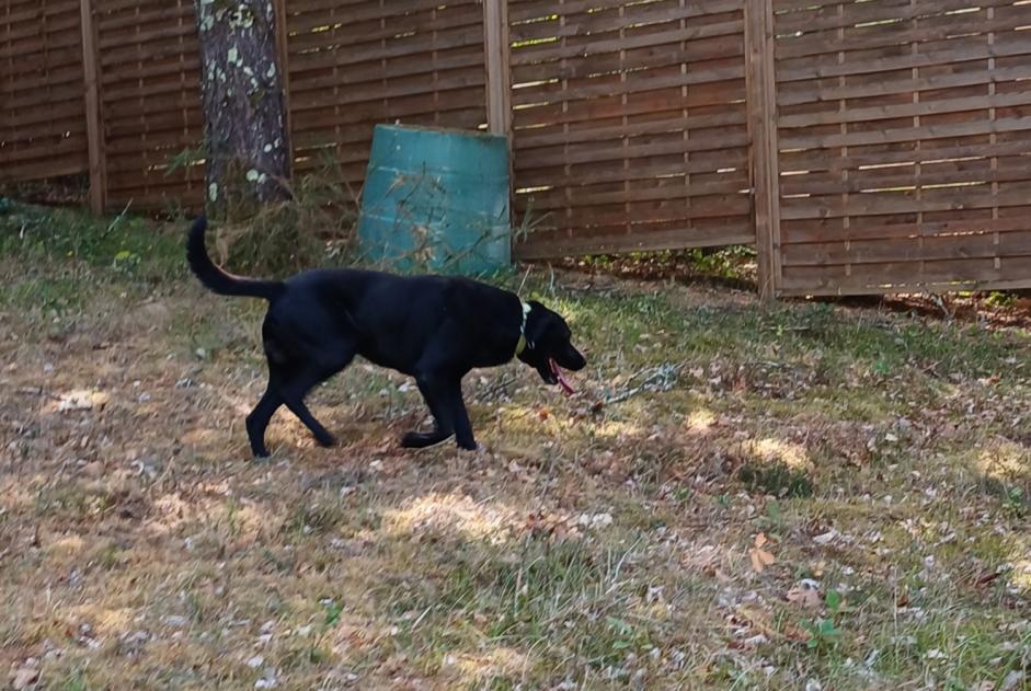 Alerte Découverte Chien Mâle Sanilhac France Alerte Découverte Chien Mâle Sanilhac France