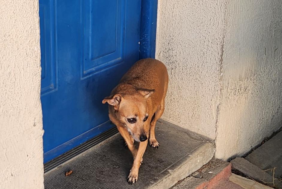 Alerte Découverte Chien Inconnu La Roche-sur-Yon France