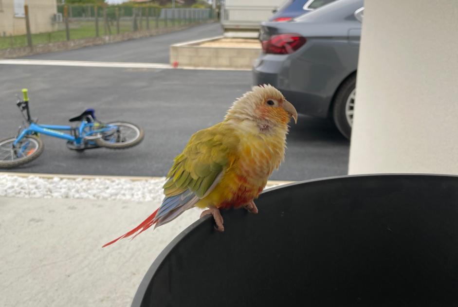 Alerte Découverte Oiseau Inconnu Julienne France Alerte Découverte Oiseau Inconnu Julienne France