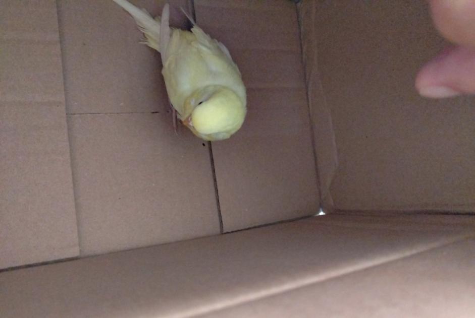Alerte Découverte Oiseau Inconnu Navenne France