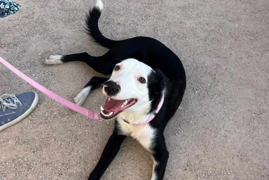 Avviso Ritrovamento Cane incrocio di razze Maschio Saint-Céré Francia
