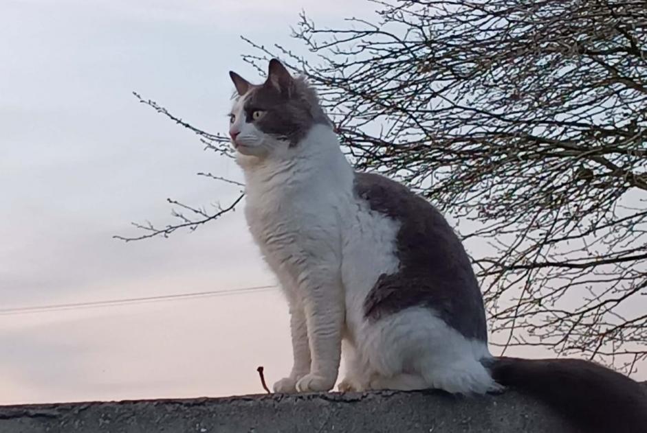 Avviso scomparsa Gatto  Maschio , 2 anni Commana Francia
