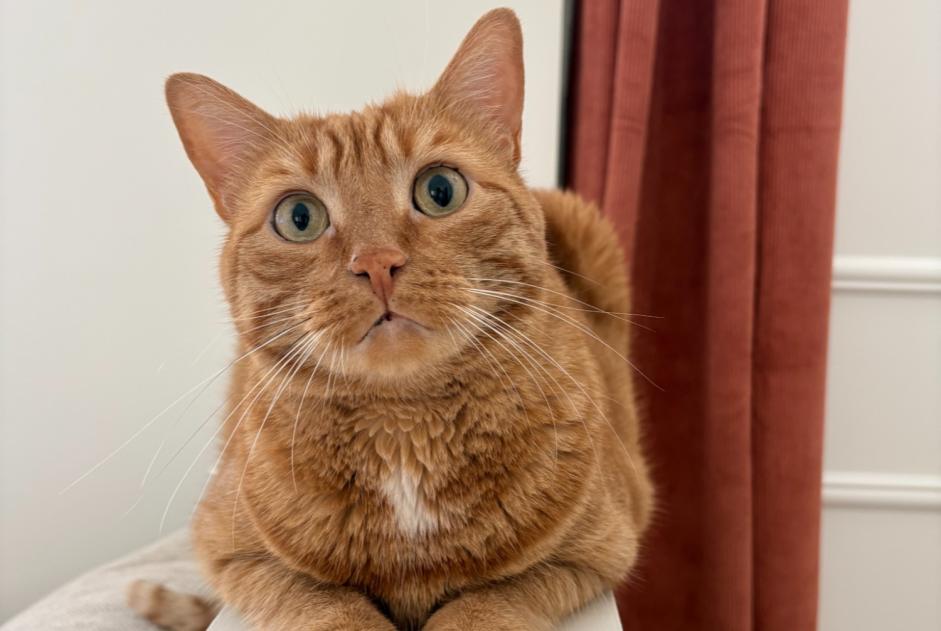 Alerta desaparecimento Gato Macho , 5 anos Saint-Pierre-des-Corps France Alerta desaparecimento Gato Macho , 5 anos Saint-Pierre-des-Corps France