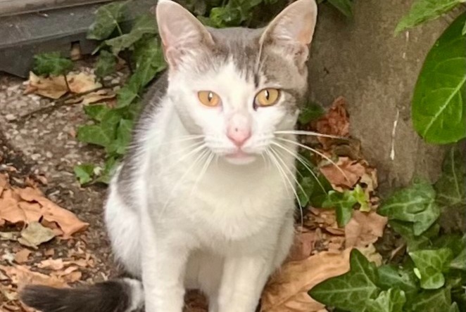 Alerta descoberta Gato Macho , Entre 9 e 12 meses Saint-Benoît-sur-Loire France