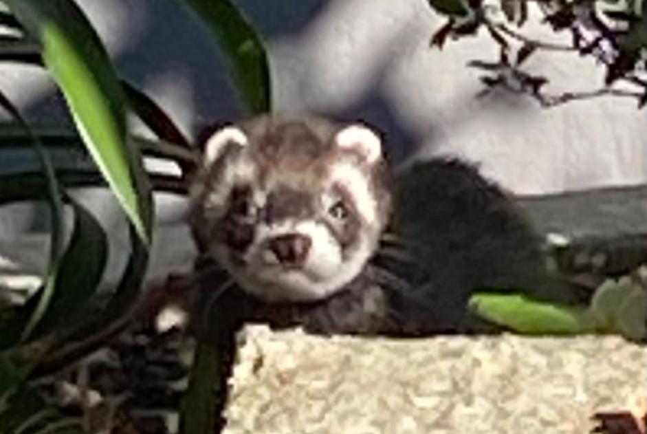 Alerta desaparecimento Outro ferret Macho , 2026 anos Quimper France Alerta desaparecimento Outro ferret Macho , 2026 anos Quimper France